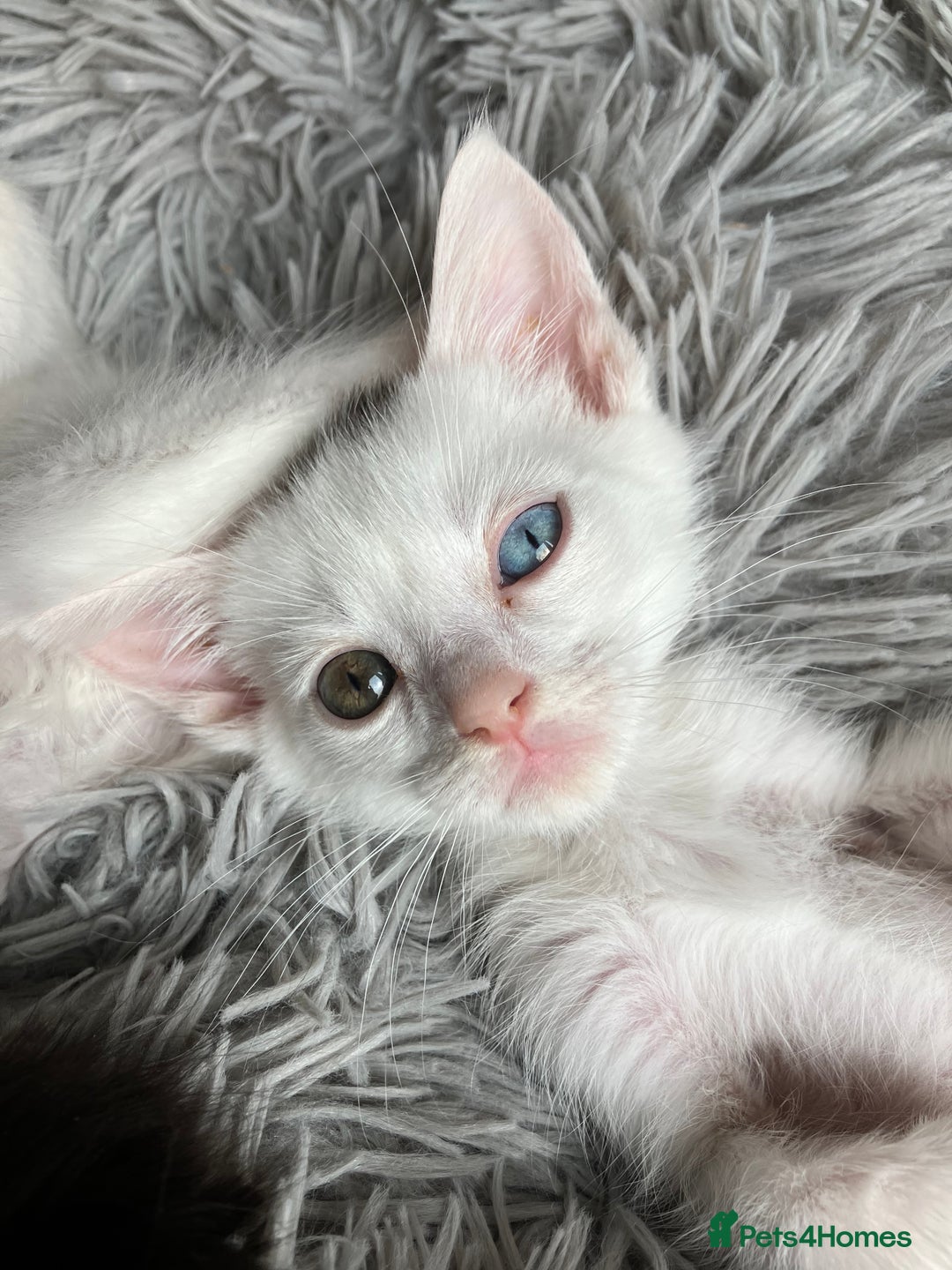 Mixed Breed cats for sale: Lovely little kittens for sale - Image 12