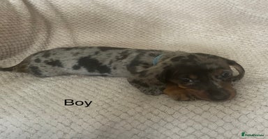 Dachshund dogs - Advert 4