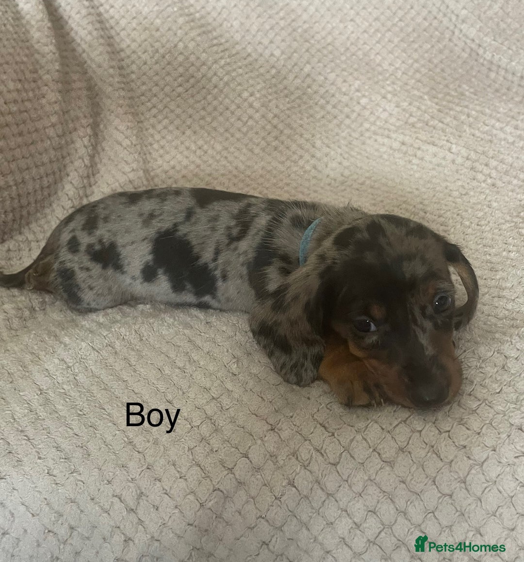 Dachshund dogs for sale: Gorgeous dachshund puppies  - Image 3