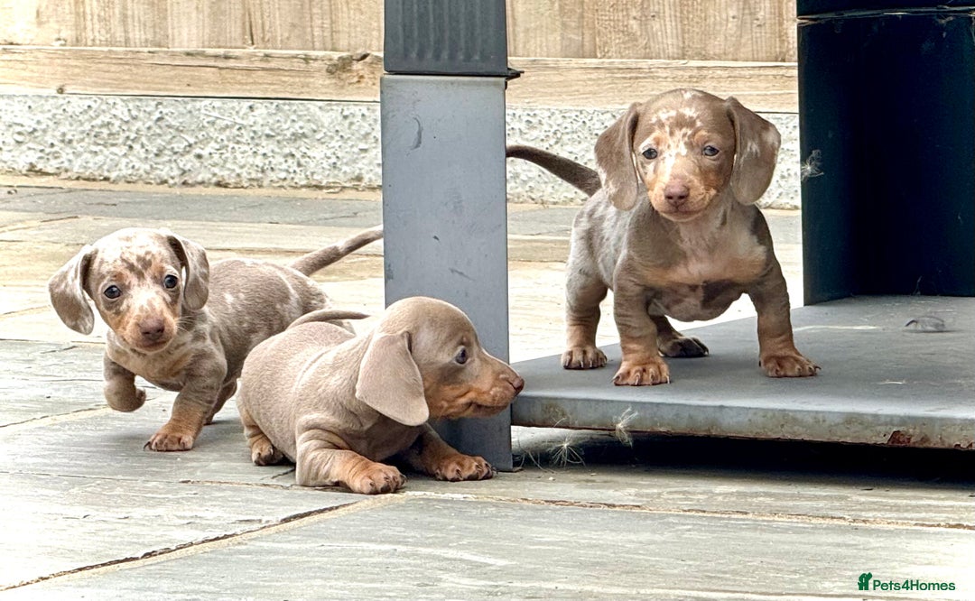 Miniature Dachshund dogs for sale: Beautiful litter of miniature dachshund puppies  - Image 13