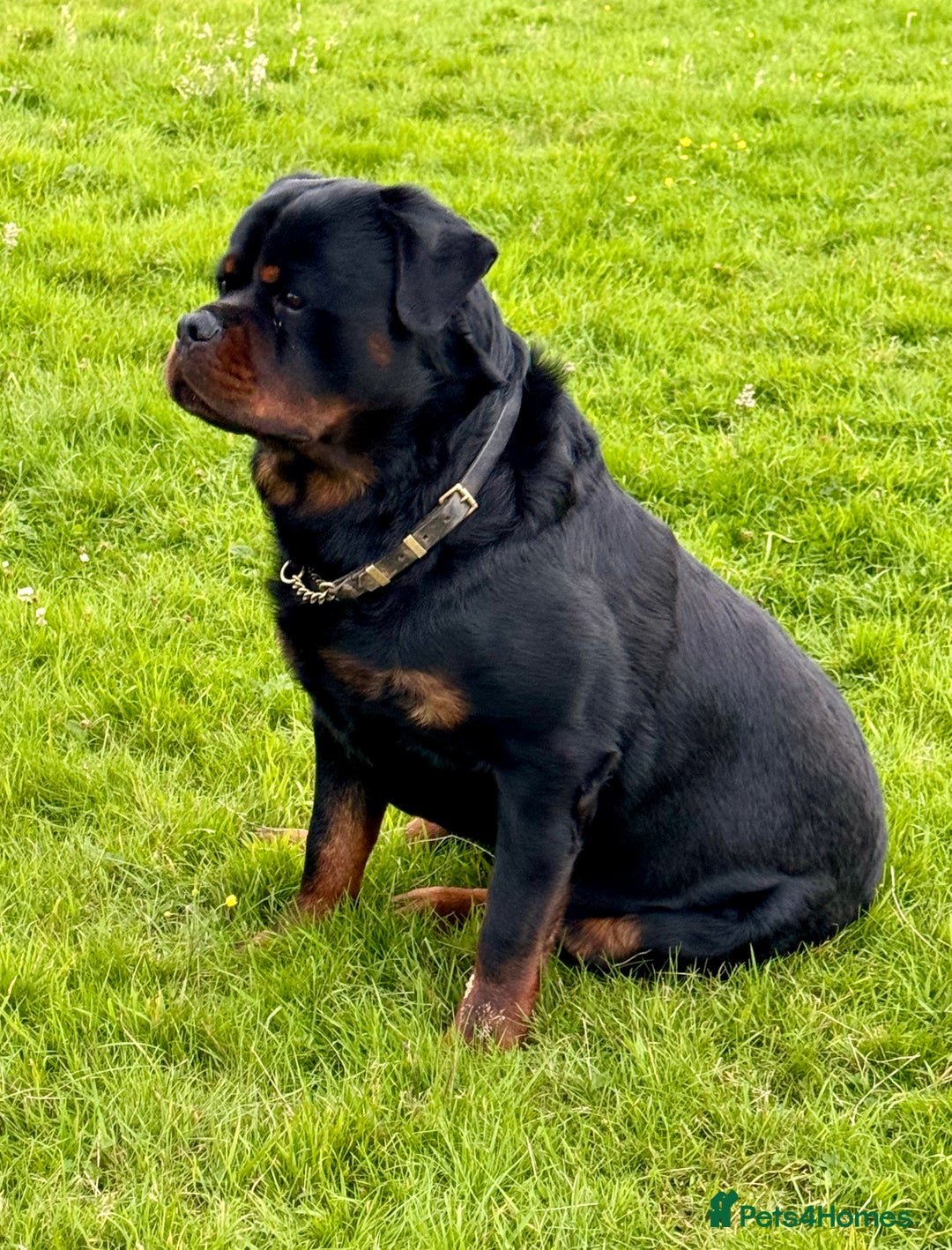 Rottweiler dogs for sale: 5-Generation Kennel Club Rottweiler Puppies  - Advert 6