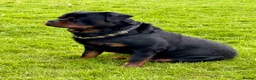 Rottweiler dogs for sale: 5-Generation Kennel Club Rottweiler Puppies  - Advert 6