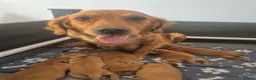 Golden Retriever dogs for sale: Stunning KC registered dark puppies - Advert 1