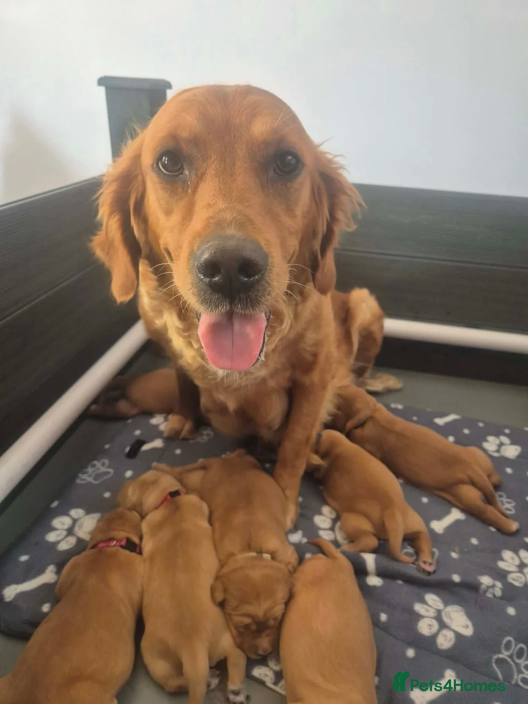 Golden Retriever dogs for sale: Stunning KC registered dark puppies - Advert 1