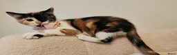 Mixed Breed cats for sale: 4 Loving kittens for sale  - Advert 11