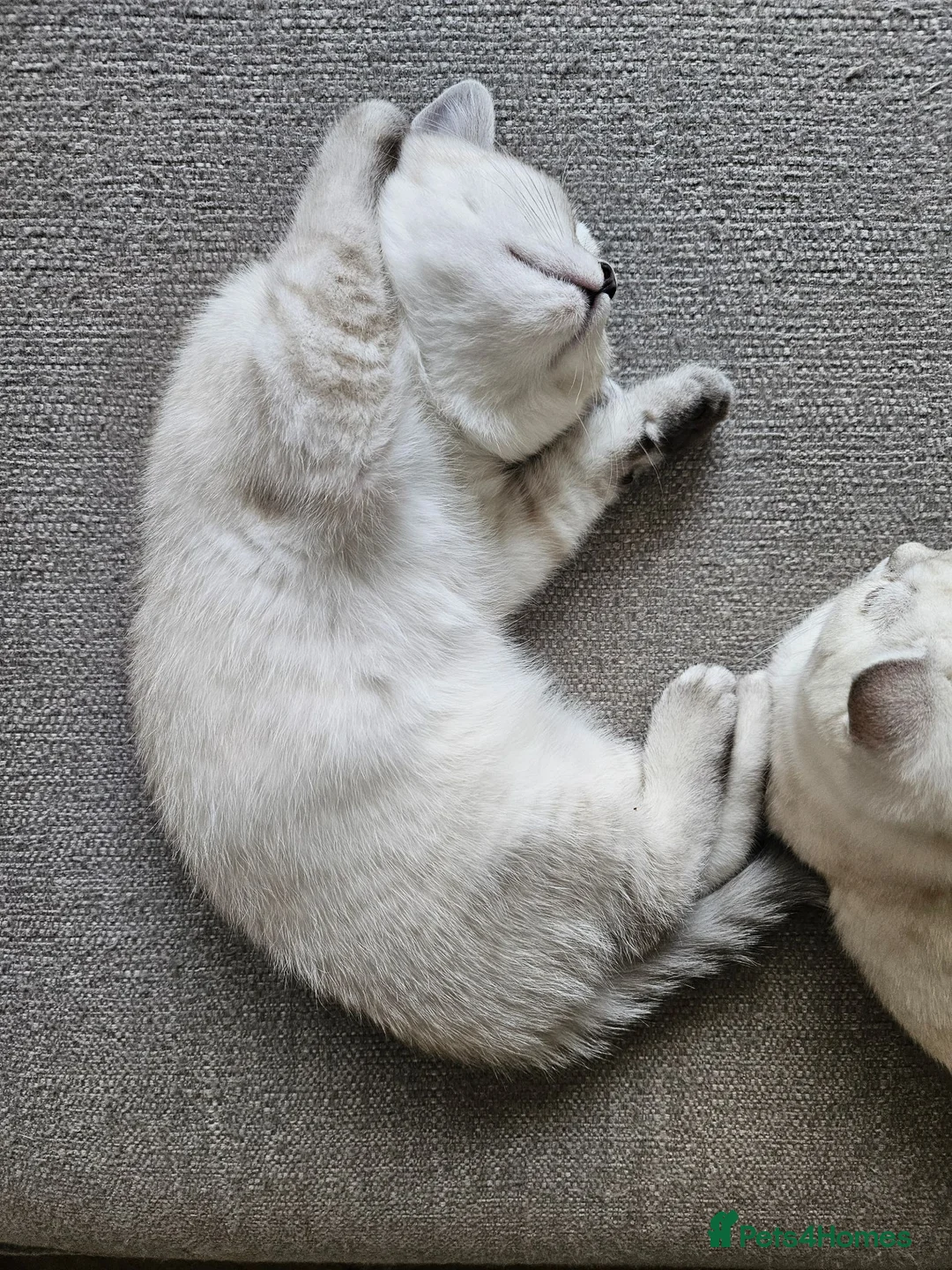 British Shorthair cats for sale: MUST GO, GCCF Non-Active British Shorthair Female - Advert 7