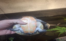 Turtle reptiles for sale: Pink Bellied Side-Neck Turtles - Advert 2