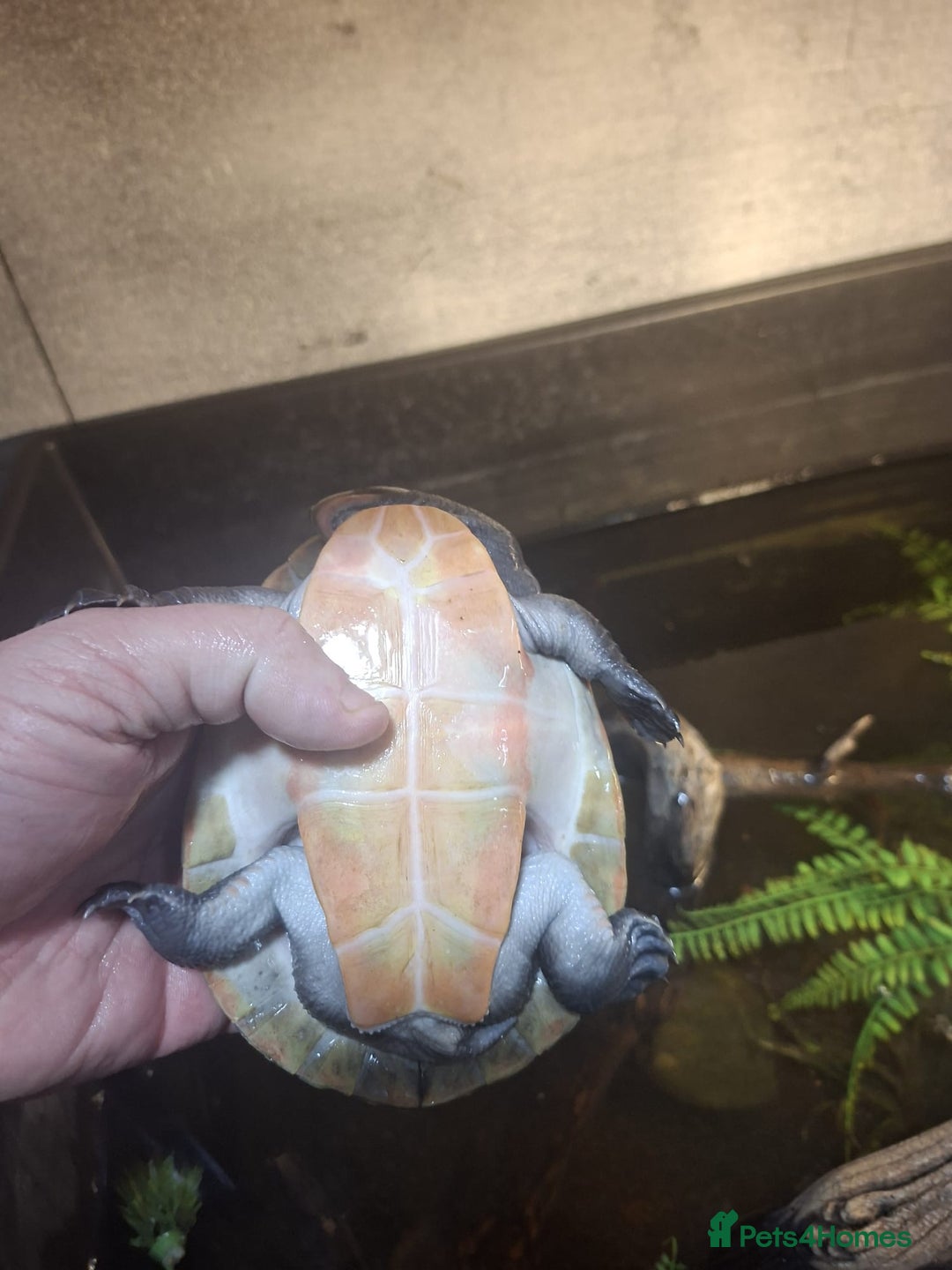 Turtle reptiles for sale: Pink Bellied Side-Neck Turtles - Advert 2