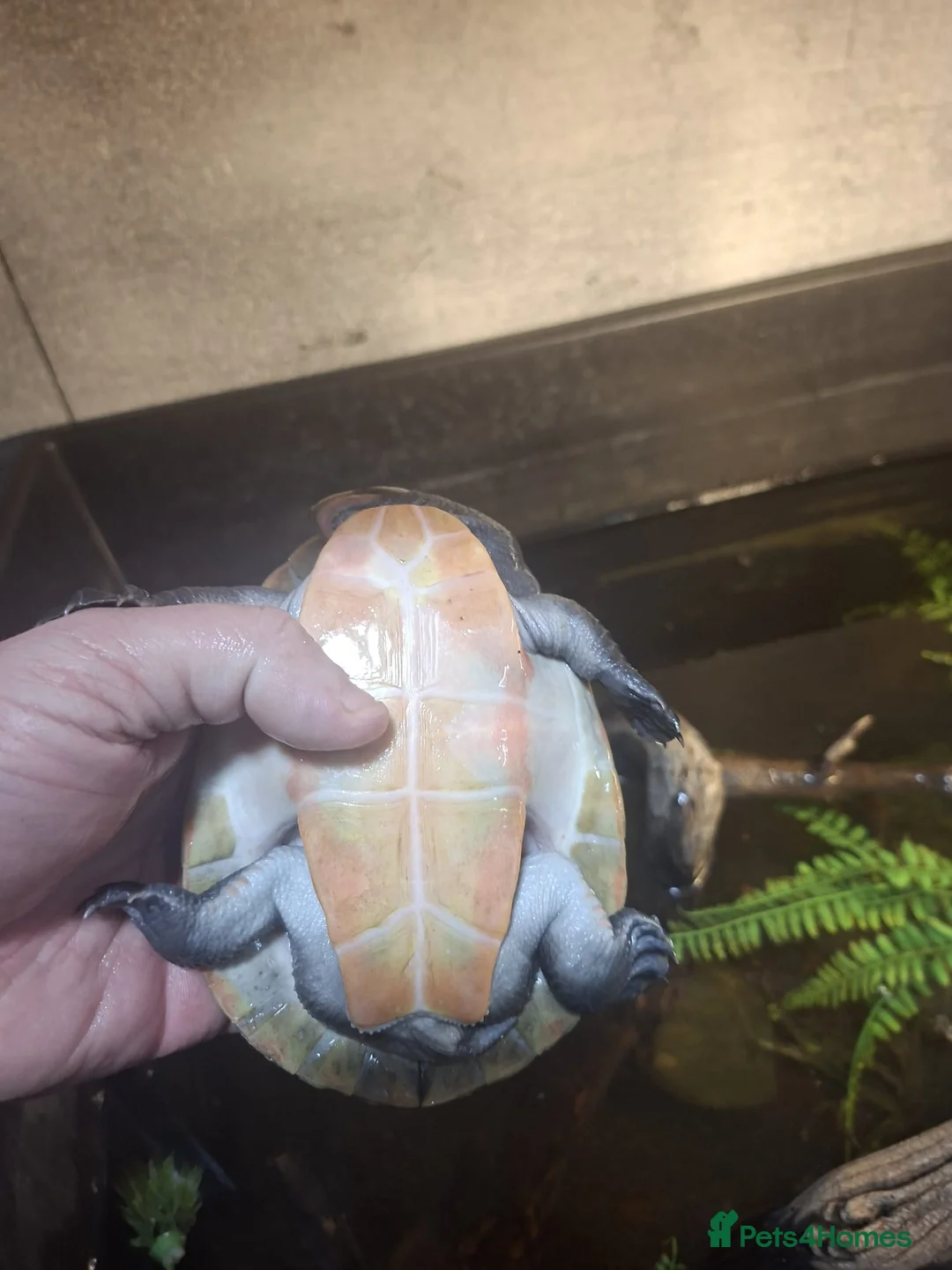 Turtle reptiles for sale: Pink Bellied Side-Neck Turtles - Advert 2