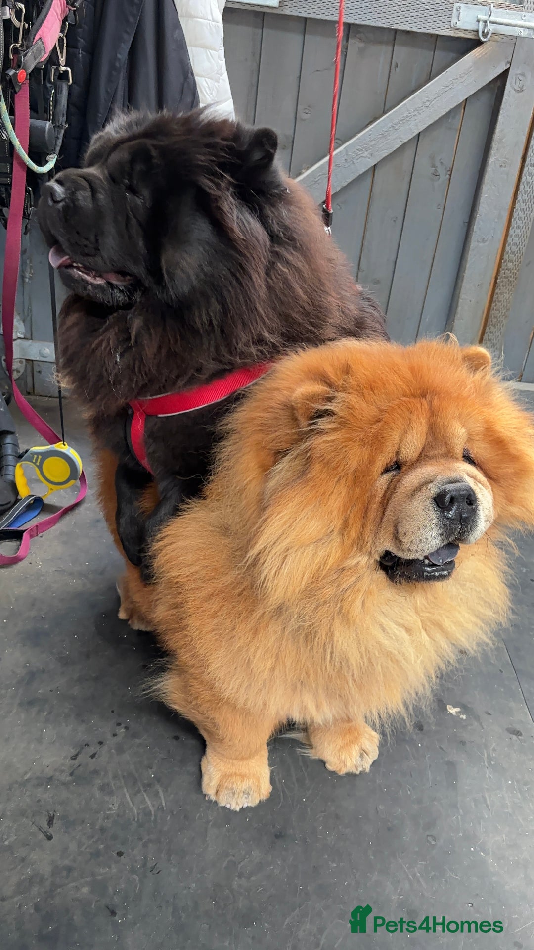 Chow Chow dogs for sale: 🐾Adorable Pedigree Chow Chow Puppies paw - Image 28