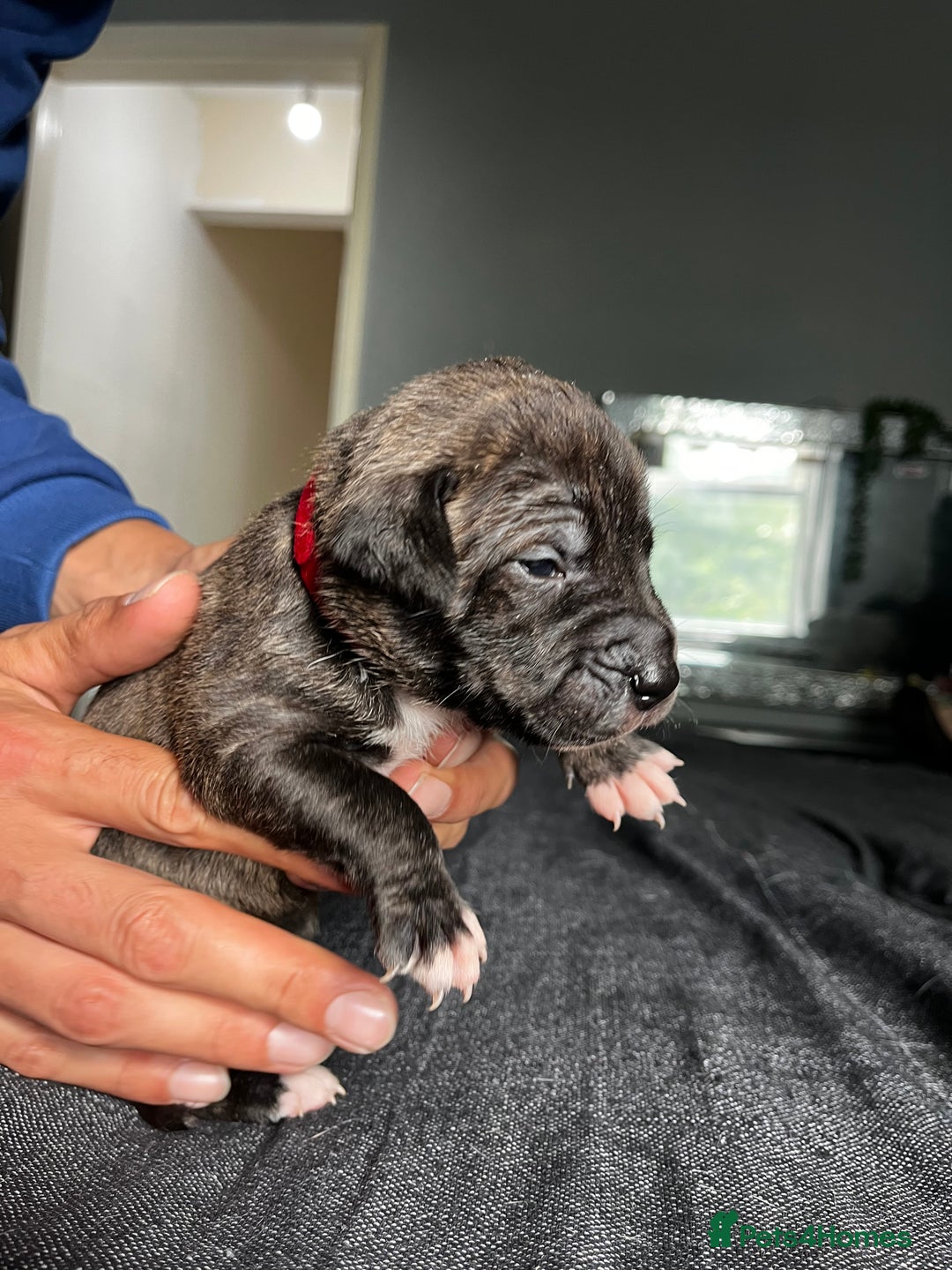 Mixed Breed dogs for sale: American bulldog staffy 🏡 - Image 16