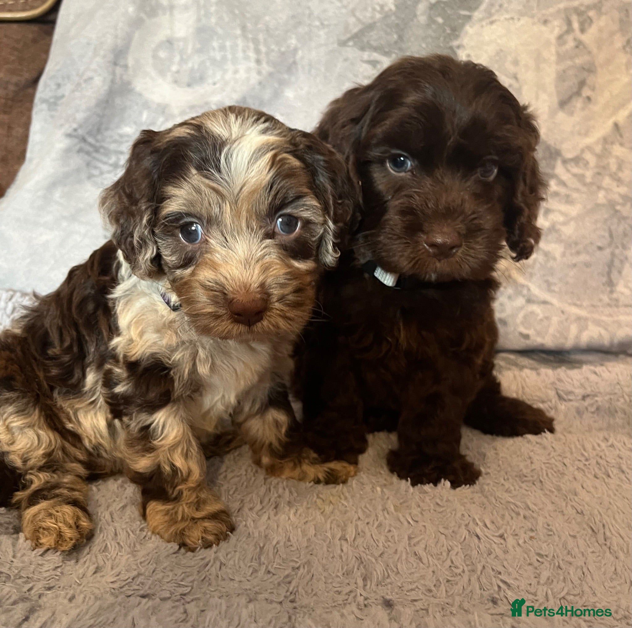 Cockapoo dogs 💙Beautiful,super friendly,Cockapoo F1 Puppies  - Advert 10