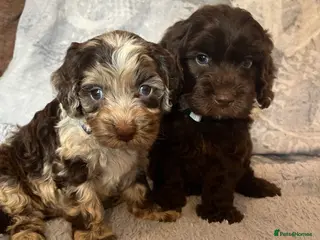 Cockapoo dogs 💙Beautiful,super friendly,Cockapoo F1 Puppies - Advert 10