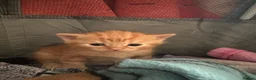 Mixed Breed cats for sale: 1 boy and 2 girl kittens for sale  in Farnborough - Advert 15