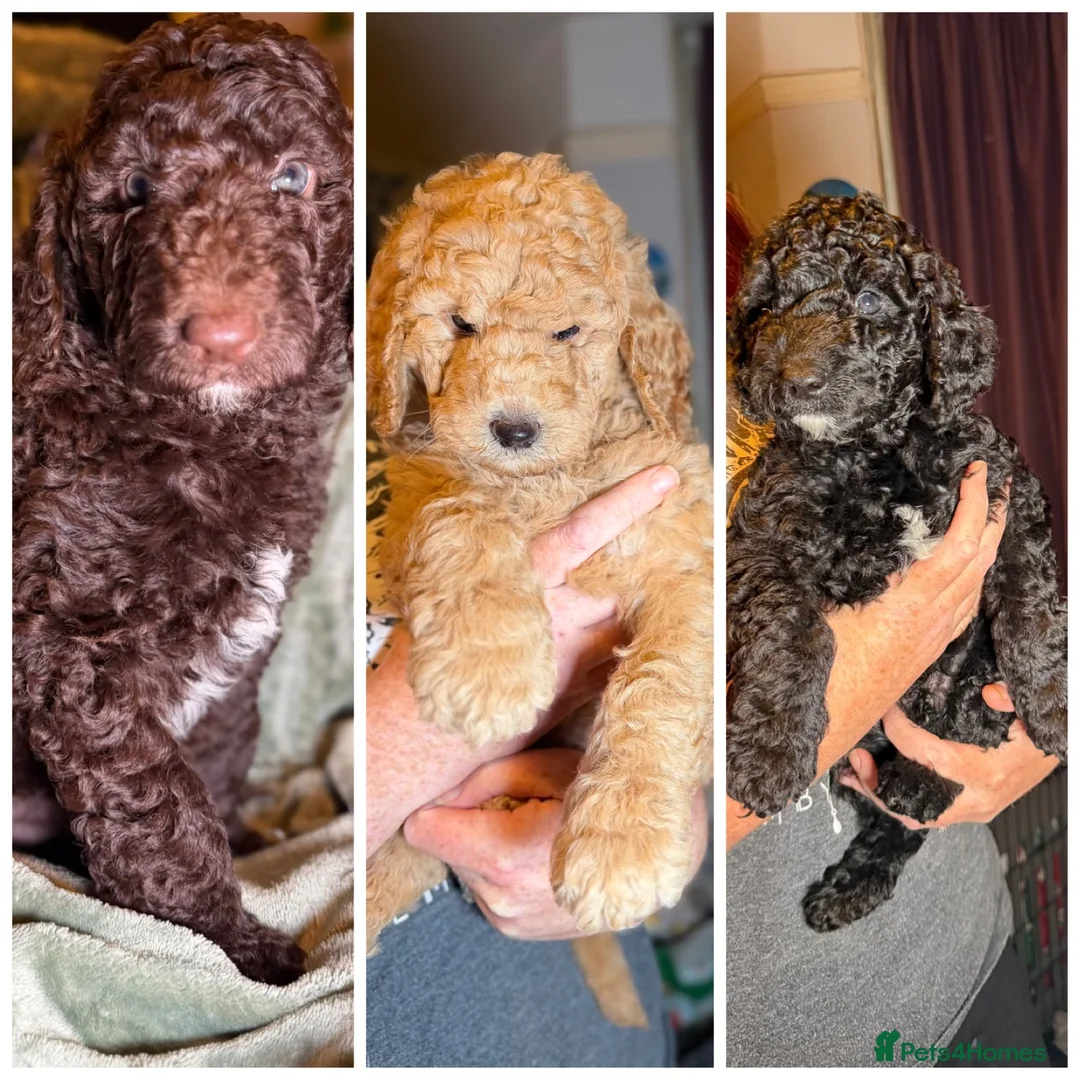 Goldendoodle dogs for sale: Female Goldendoodle Ready Now - Advert 28