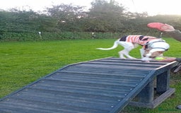 Mixed Breed dogs for sale: Mini whippet  - Advert 5