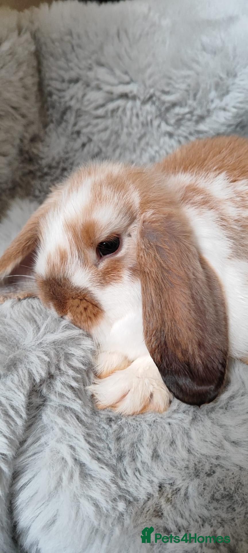 Mini Lop rabbits Beautiful mini lop - Advert 1