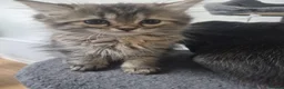 Siberian cats for sale: 7 hypoallergenic Siberian kittens  in London - Advert 8