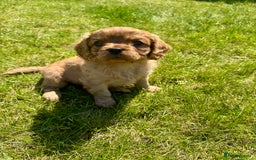 Cavalier King Charles Spaniel dogs for sale: Stunning cavalier King Charles spaniel puppies. - Image 13