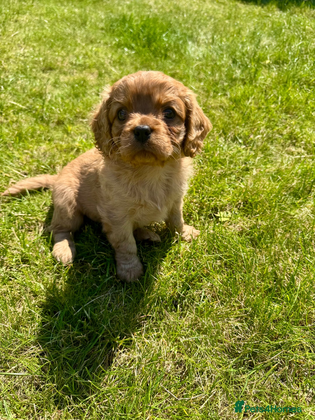 Cavalier King Charles Spaniel dogs for sale: Stunning cavalier King Charles spaniel puppies. - Image 13