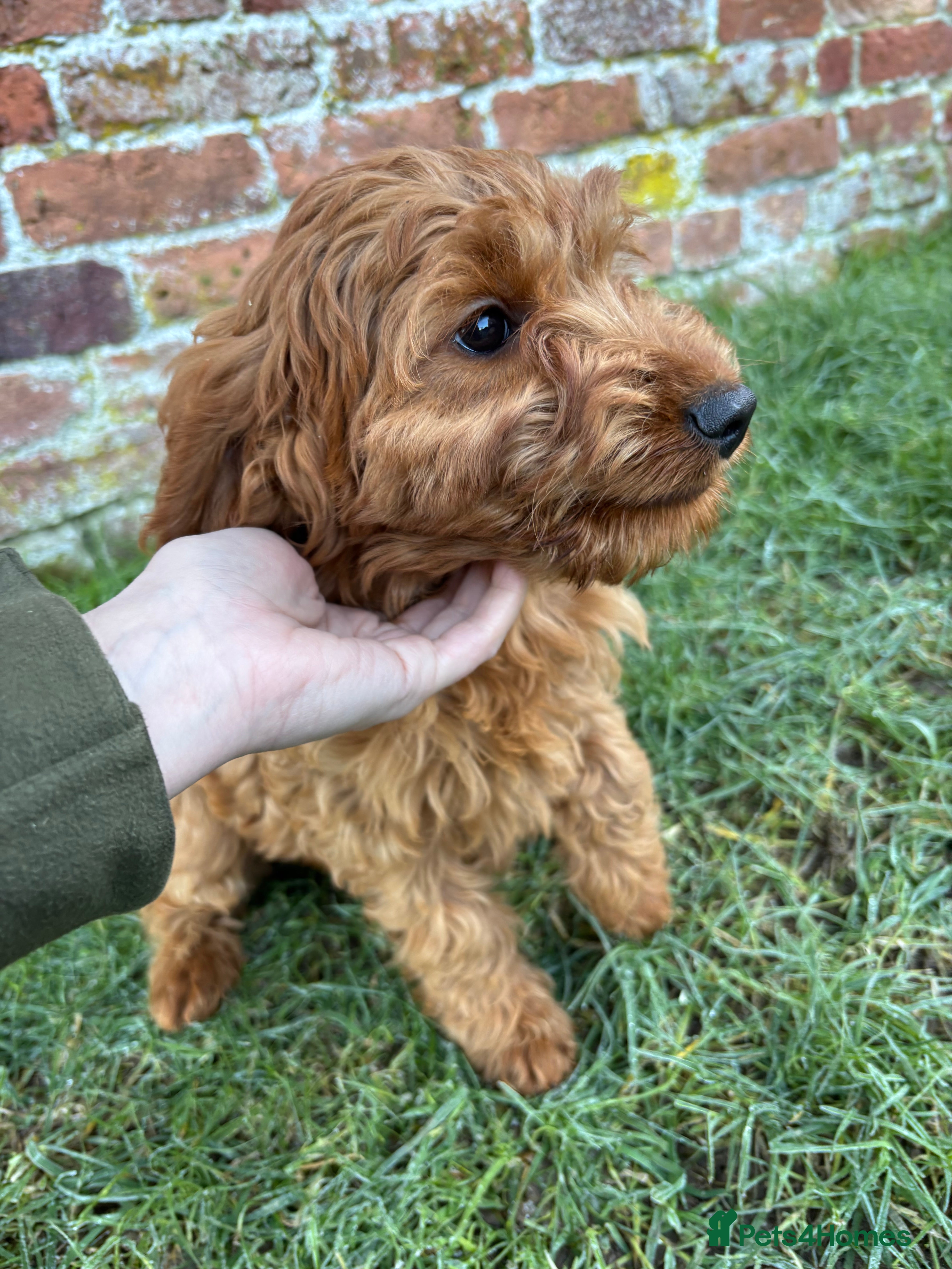 Cockapoo dogs Stunning Cockapoos Puppies DNA tested parents  - Advert 6