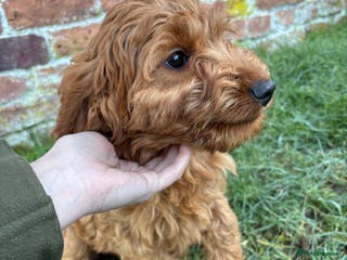 Cockapoo dogs Stunning Cockapoos Puppies DNA tested parents - Advert 6