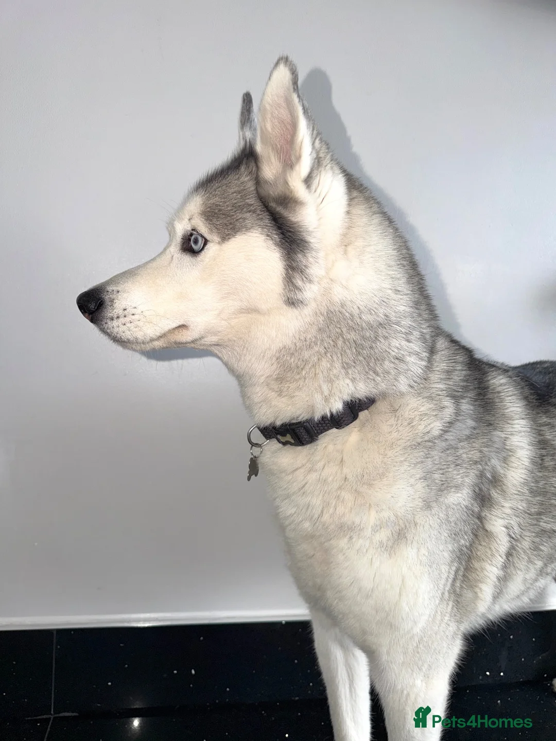 Siberian Husky dogs for sale: 7 Year Old Siberian Husky - Advert 2