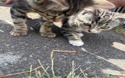 Domestic Shorthair cats for sale: 4 kittens, short haired - Image 4