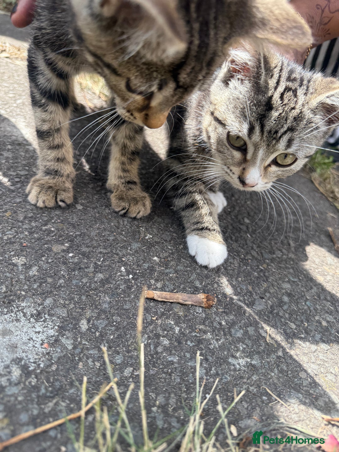 Domestic Shorthair cats for sale: 4 kittens, short haired - Image 4