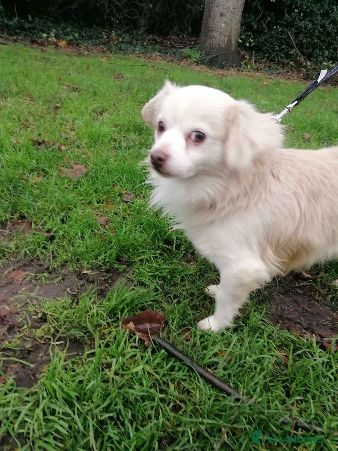 Chihuahua dogs for adoption: 💙🐶 ZEE 🐶💙 - Advert 2