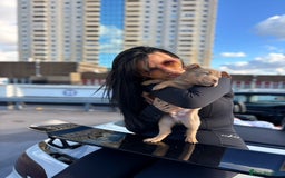 American Bully dogs for sale: Pocket bully puppies  - Image 2