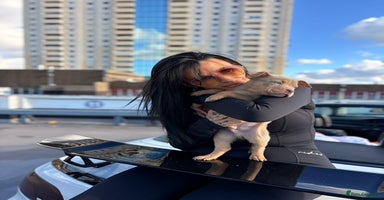 American Bully dogs - Advert 7