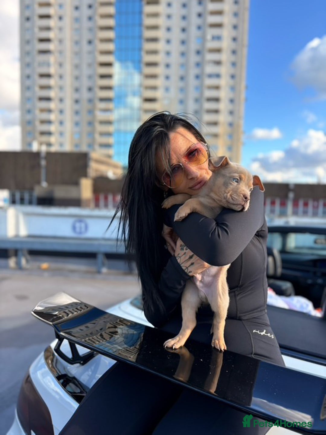 American Bully dogs for sale: Pocket bully puppies  - Image 2