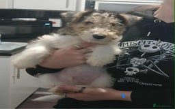 Fox Terrier dogs for sale: Wirefox terrier puppies KC registered READY NOW - Image 5