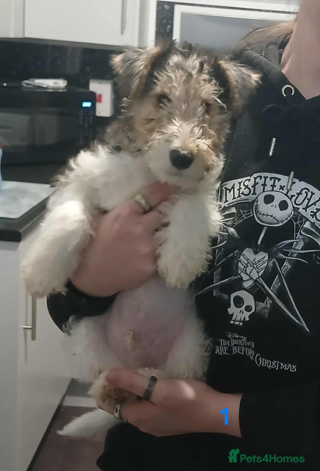 Fox Terrier dogs for sale: Wirefox terrier puppies KC registered READY NOW - Image 5