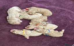 Double Doodle dogs for sale: Double Doodle puppies from Health tested parents - Image 3