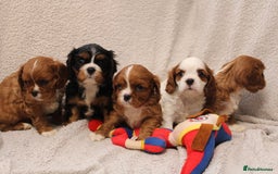 Cavalier King Charles Spaniel dogs for sale: Beautiful Cavalier king charles spaniel puppies - Image 1