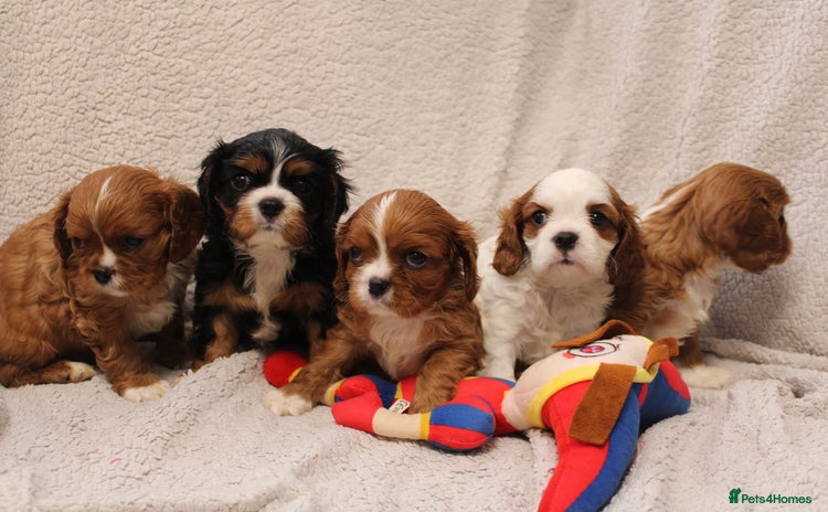 Cavalier King Charles Spaniel dogs - Advert 5