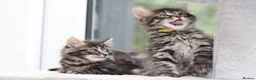 Mixed Breed cats for sale: 3 Lovely Kittens Ready to be Collected - Advert 8
