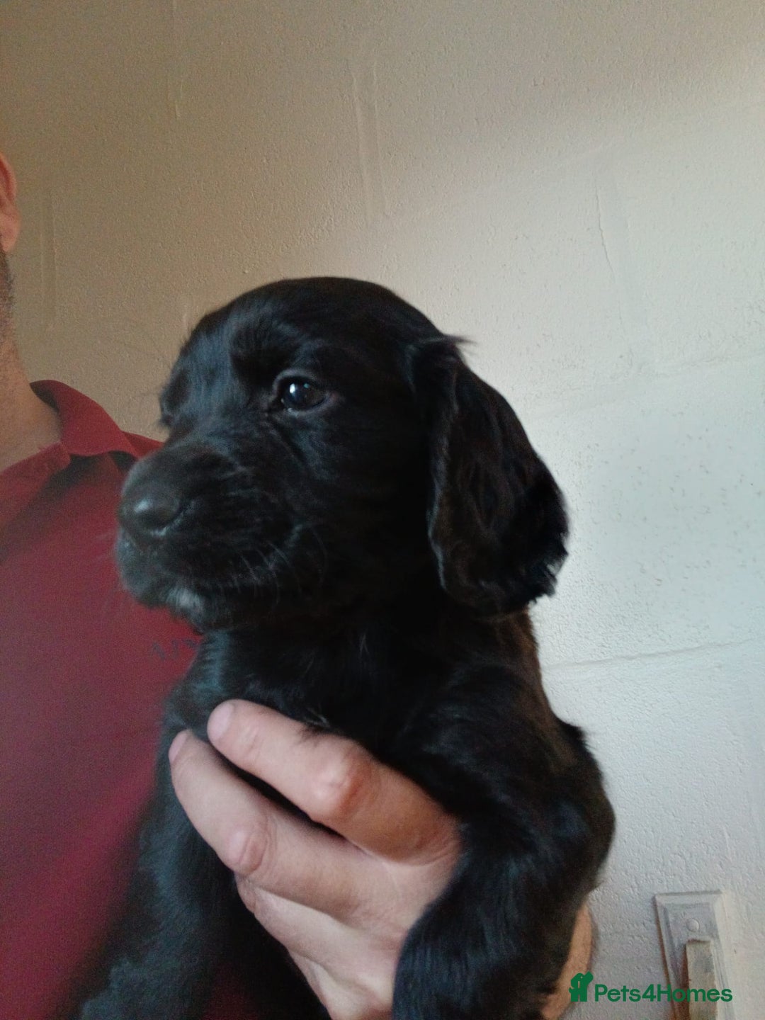 Cocker Spaniel dogs for sale: working type Cocker spaniel puppies available  - Image 2