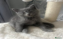 British Shorthair cats for sale: Beautiful British short hair kittens  in Manchester - Image 40