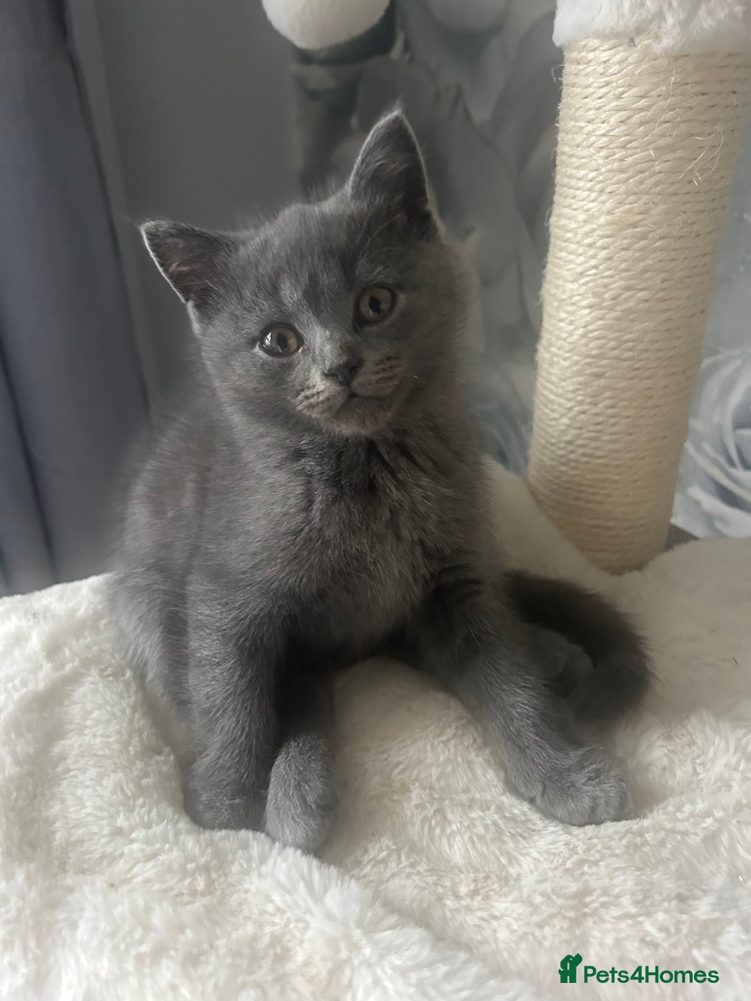 British Shorthair cats for sale: Beautiful British short hair kittens  in Manchester - Image 40