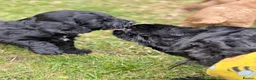 Cockapoo dogs for sale: F1 show line cockapoo puppies - Advert 17