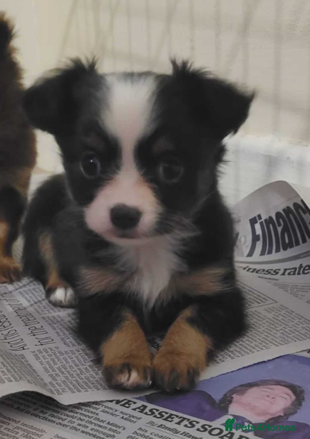 Chihuahua dogs for sale: Chihuahua puppies ready now - Advert 2