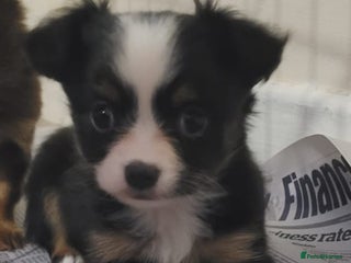 Chihuahua dogs Chihuahua puppies ready now - Advert 2