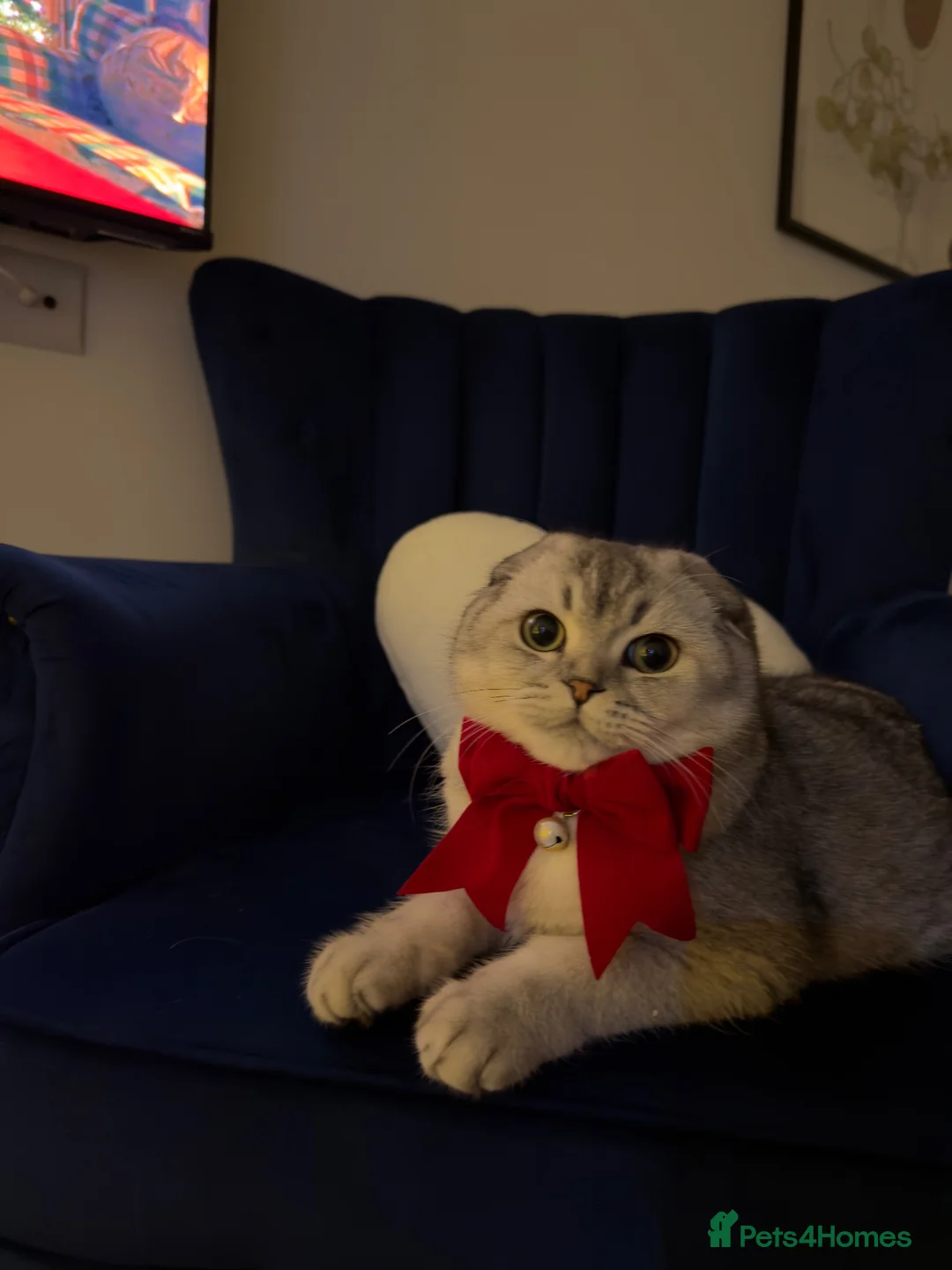 Scottish Fold cats for sale: Beautiful Scottish Fold Male Cat for Sale in Oldbury - Advert 2
