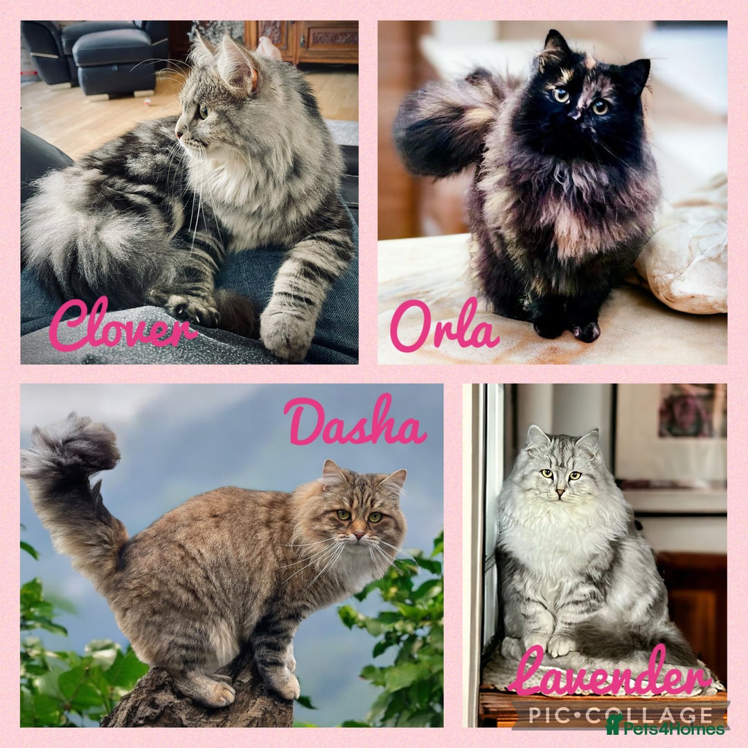 Siberian cats for sale: Hypoallergenic, fluffy, purebred healthy Siberians - Image 9
