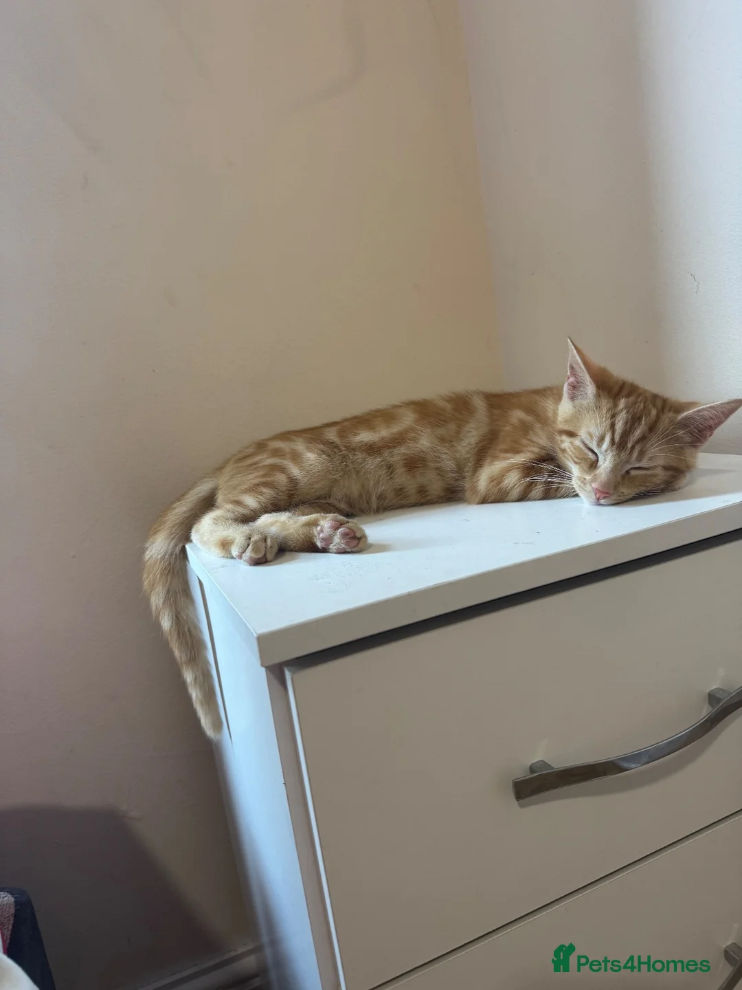 British Shorthair cats for sale: Toulouse Ginger male for adoption 22 weeks old - Advert 3