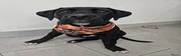Cane Corso dogs for sale: 19Week old Cane Corso male Pup  - Advert 2