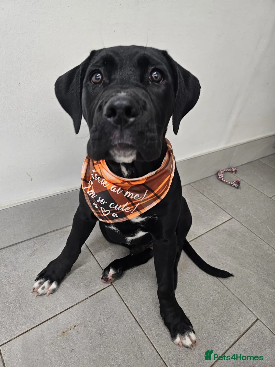 Cane Corso dogs for sale: 19Week old Cane Corso male Pup  - Advert 2